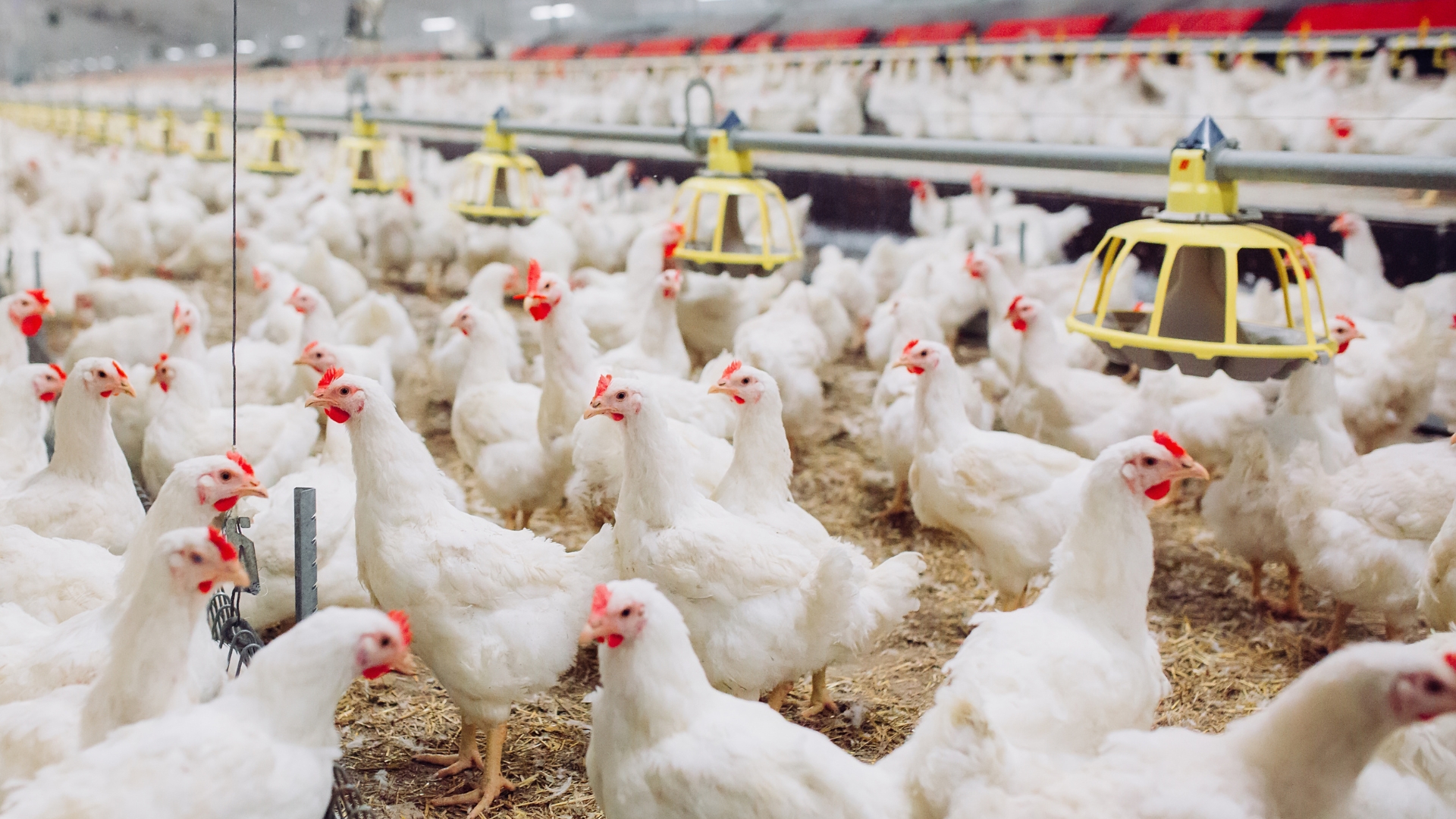 poultry