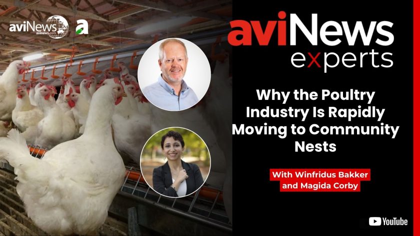 Why the poultry industry is rapidly moving to community nests