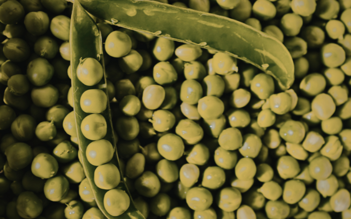 Australian Study: Field Peas as Soy Alternative in Broilers
