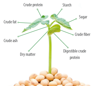 Soybean Meal