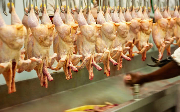 Achieving Effective Plucking in Poultry Processing