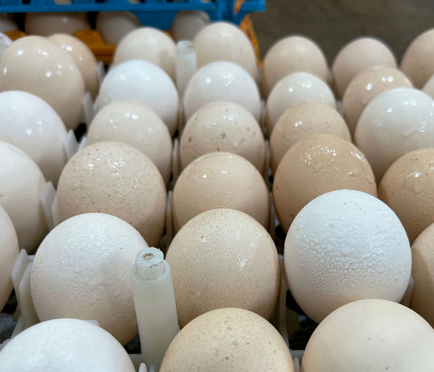 Egg Condensation in Hatcheries: A Hidden Risk for Embryo Development, Hatchability and Chick Quality