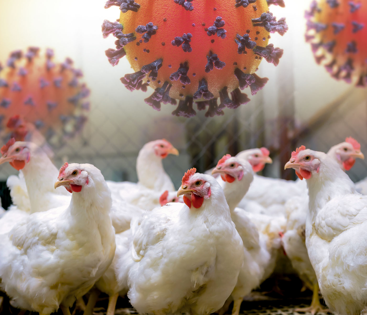 Reovirus Infections in the Broiler Industry