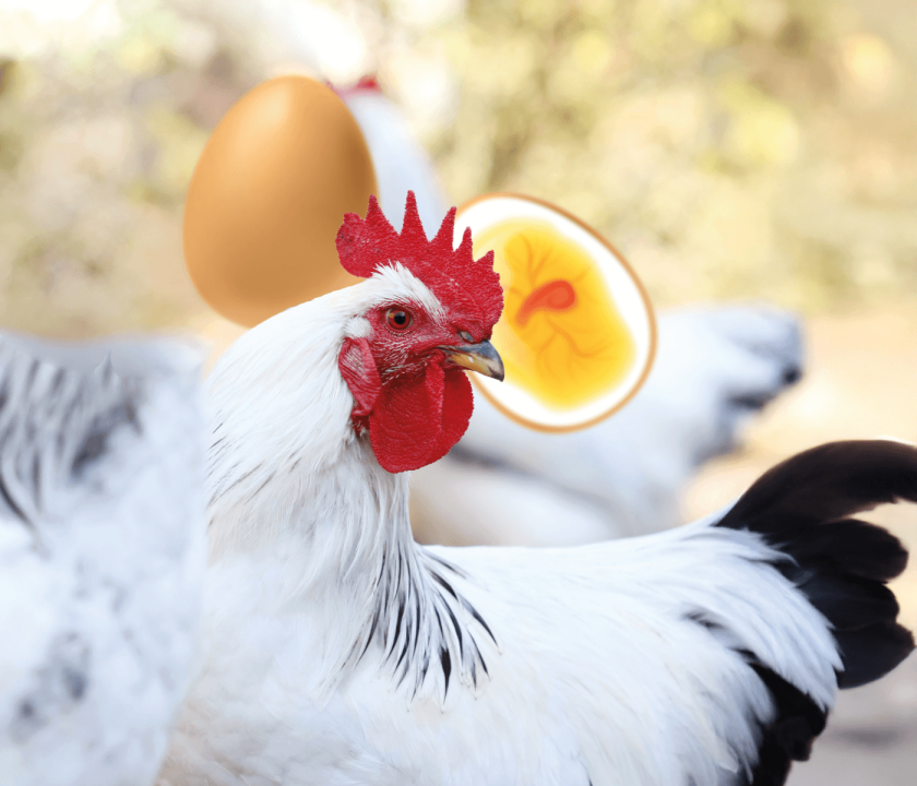 Portada Gallina