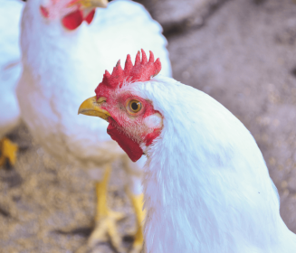 Imagen Revista Control de un desafío por Eimeria en pollos mediante un fitobiótico comparable al programa anticoccidial evaluado