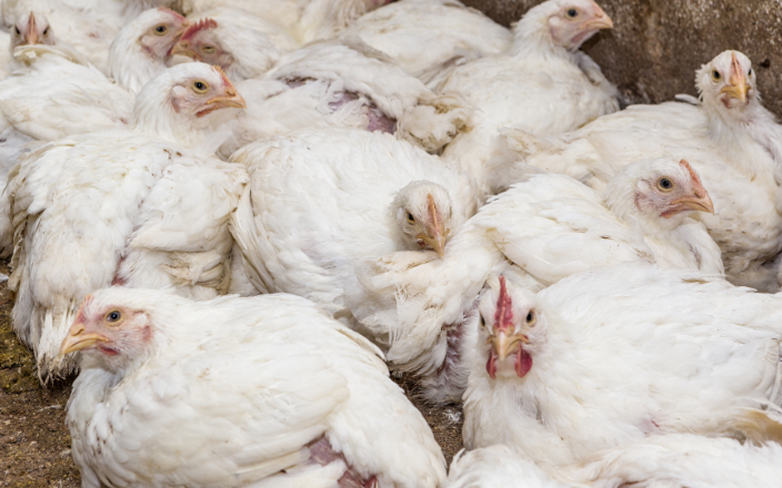 Rethinking Broiler Pre-Slaughter