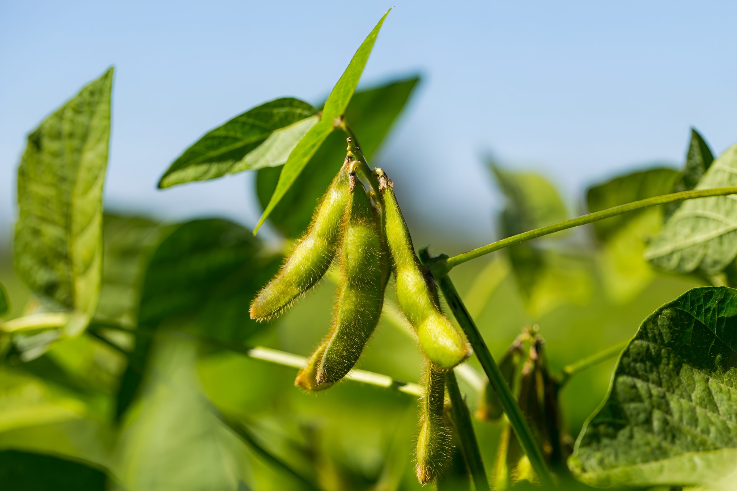 India cancels soybean meal export deals as domestic prices trigger supply crisis