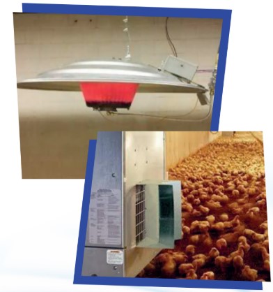 PLUMAS, VENTILADORES Y TEMPERATURA AMBIENTAL: ¡GUÍA PRÁCTICA PARA EL CONFORT DE LOS POLLITOS!