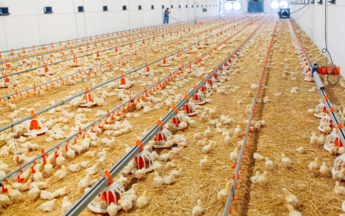 Poultry