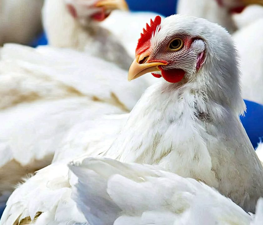 aves migratorias