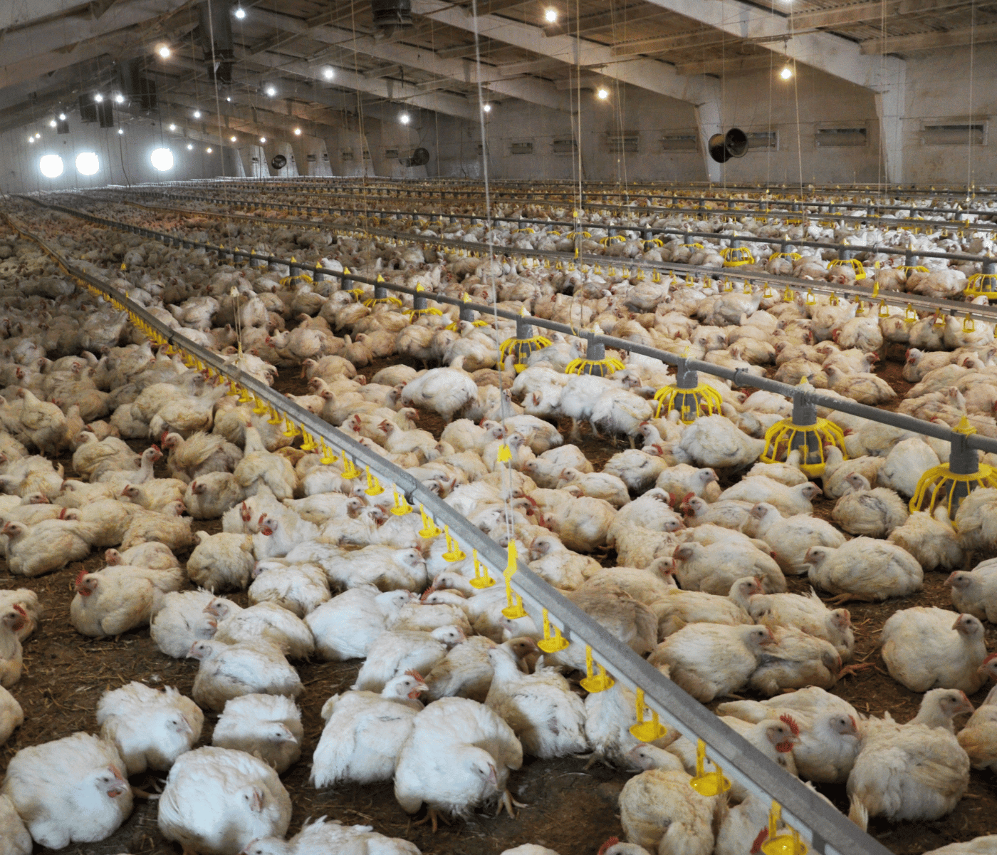 Conversión alimenticia en broilers: los factores que más afectan la eficiencia productiva