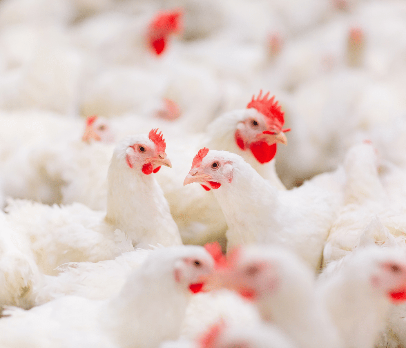 Factores clave que determinan el rendimiento productivo en broilers modernos