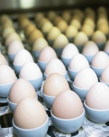 Egg Condensation