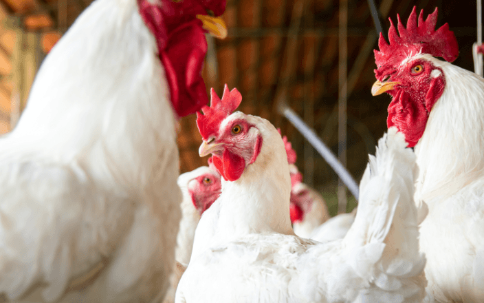 ​​El sistema inmune aviar inaugura los audiolibros sobre patologías aviares de Boehringer Ingelheim Avian Radio​