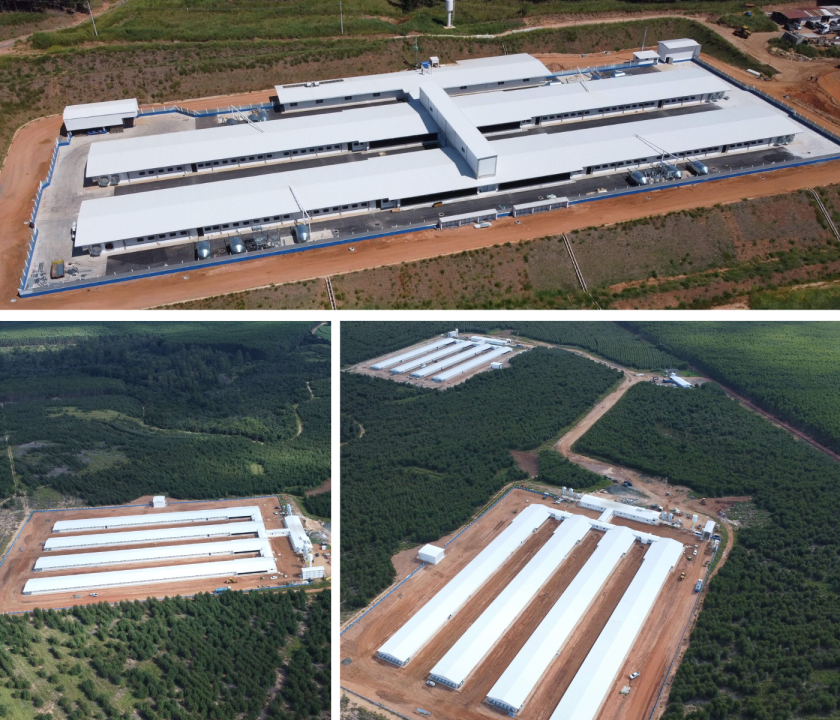 Novo aporte da Aviagen contempla as ampliações da granja de bisavós e incubatório de avós, além da aquisição de granja de avós para elevar a oferta de matrizes ao mercado