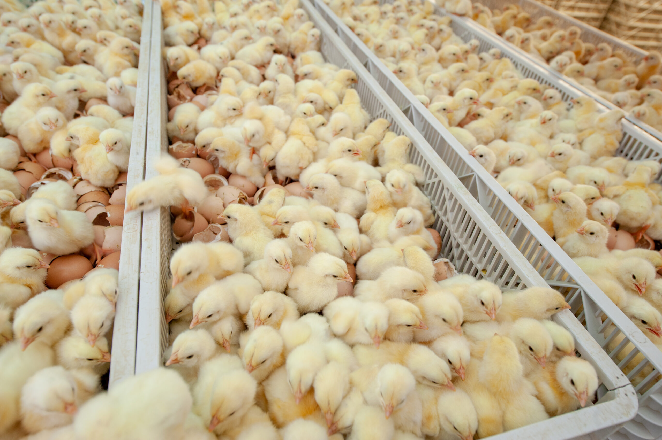 Chicken hatchery operations: Principles, practices, and performance management (Part 4)
