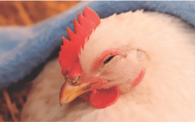 Imagen Revista Aves en confort térmico por la cama seca