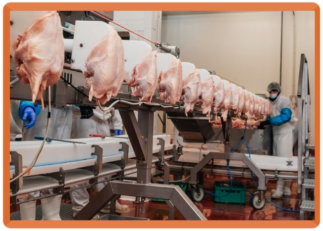 procesamiento de pollo evisceración