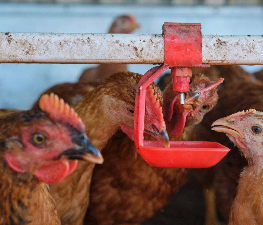 pollos estres termico