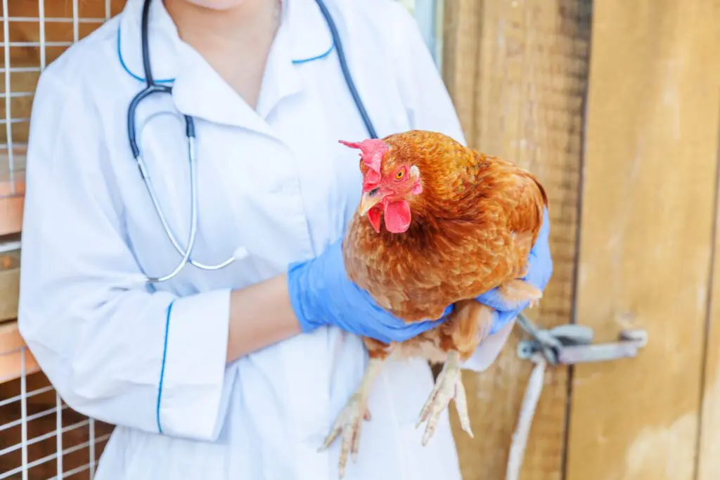 poultry