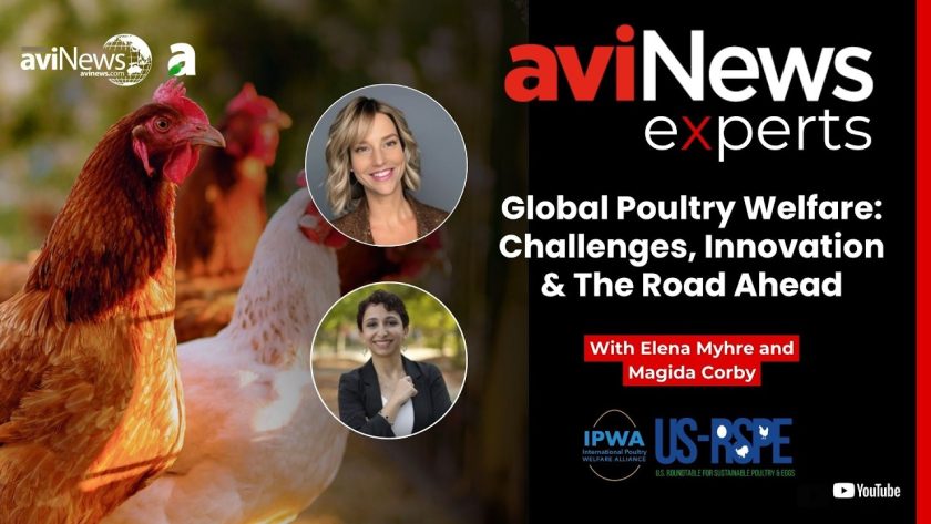 Global poultry welfare: Challenges, innovation and the road ahead
