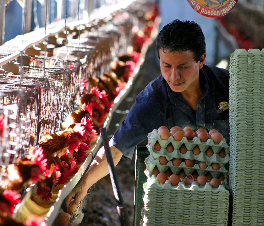 productos de huevo