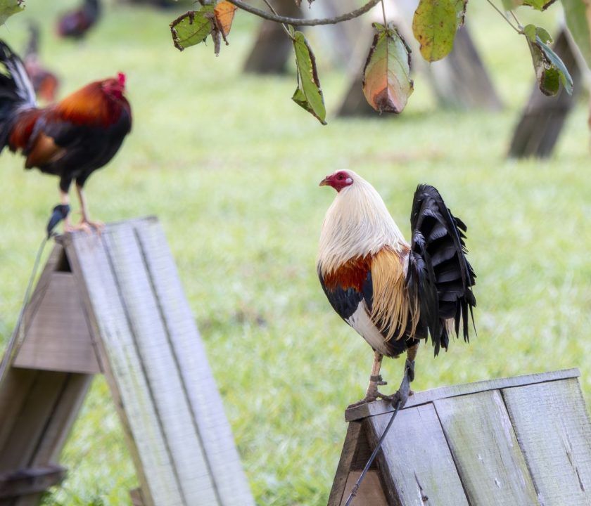 sinaloa poultry farm