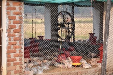 sistema de ventilacion en granja