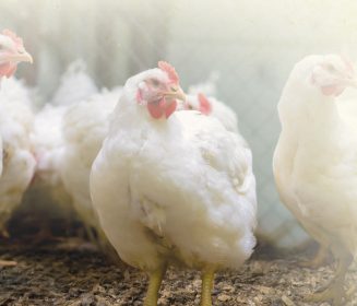 Imagen Revista Doença de Marek – Estratégia em frango de corte