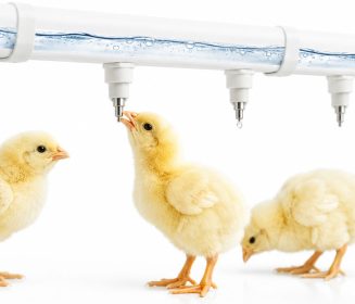 Imagen Revista Vacinas Vivas de Salmonella: A Ciência da Proteção e o Futuro da Segurança Alimentar na Avicultura