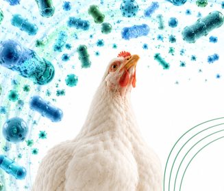 Imagen Revista Como os probióticos atuam como alternativa aos antibióticos na avicultura? Das evidências científicas ao enfoque prático