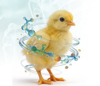 Imagen Revista Efetividade de ácidos orgânicos não tamponados, protegidos, na redução da pressão de infecção de enterobactérias na avicultura sem antimicrobianos.