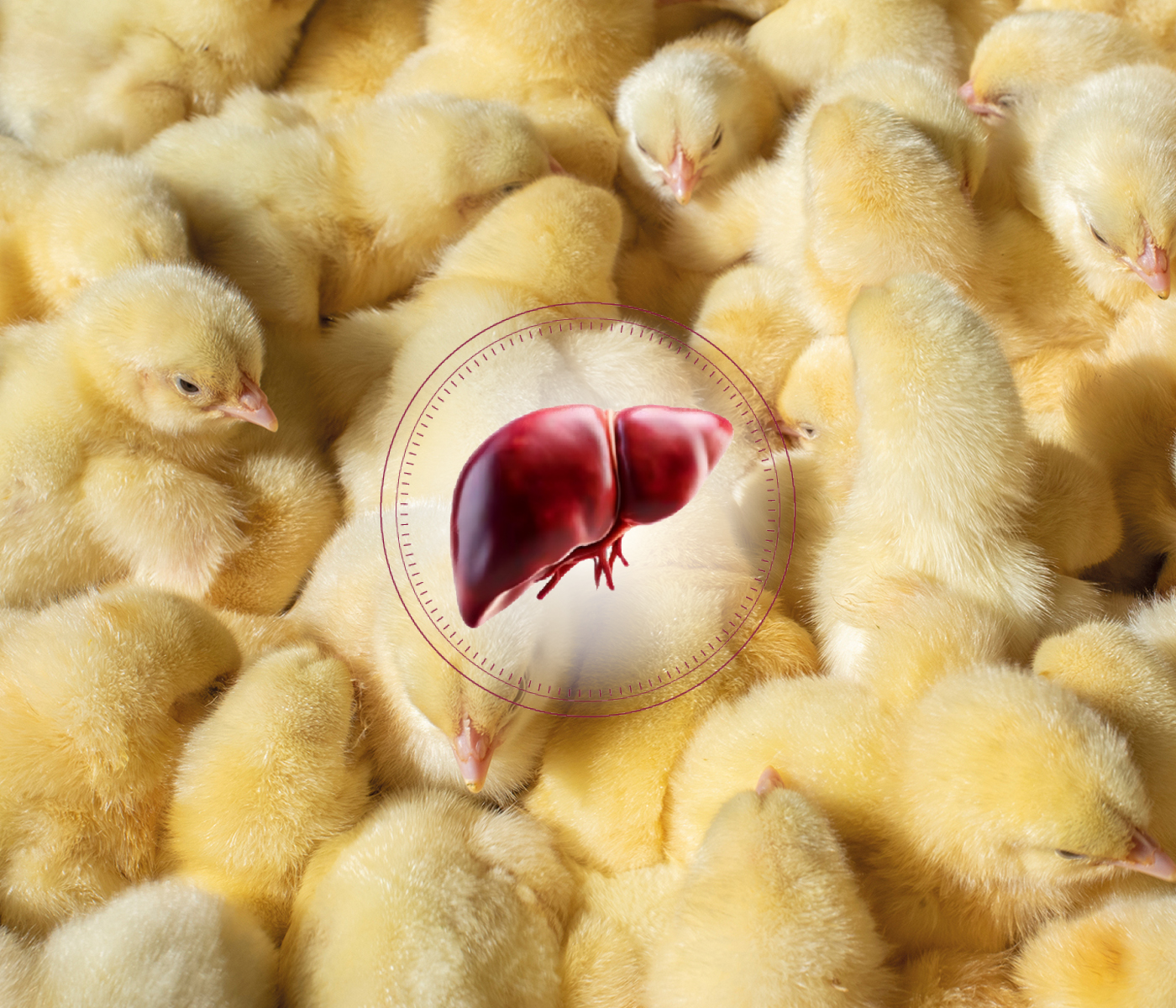 El hígado como eje metabólico en avicultura: la importancia de...