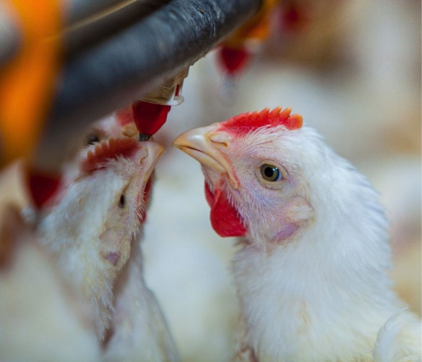 Argentina recupera los mercados de Chile y Perú para la exportación de productos aviares