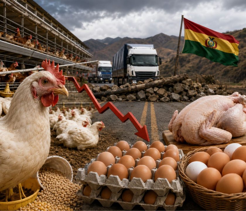 Crisis avícola en Bolivia se agrava por los bloqueos: Productores reportan pérdidas millonarias y menor producción