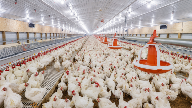 The hidden driver: How broiler breeder metabolism determines reproductive consistency and chick quality