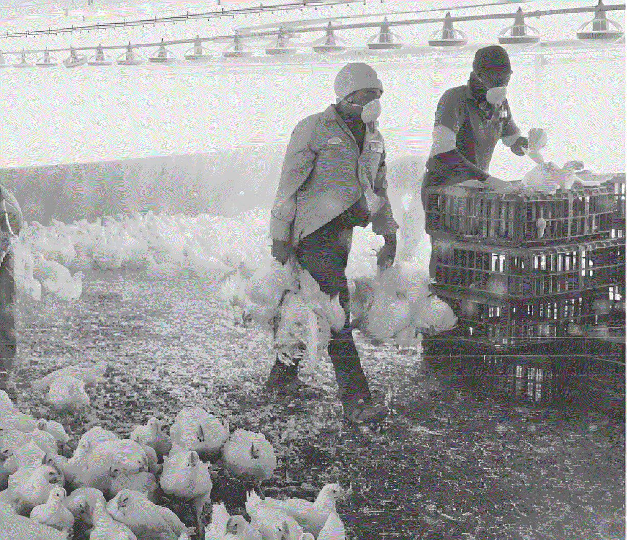 Broiler lifting day: The hours that often decide the outcome