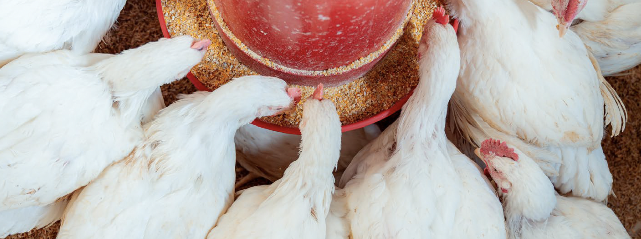 frango comendo