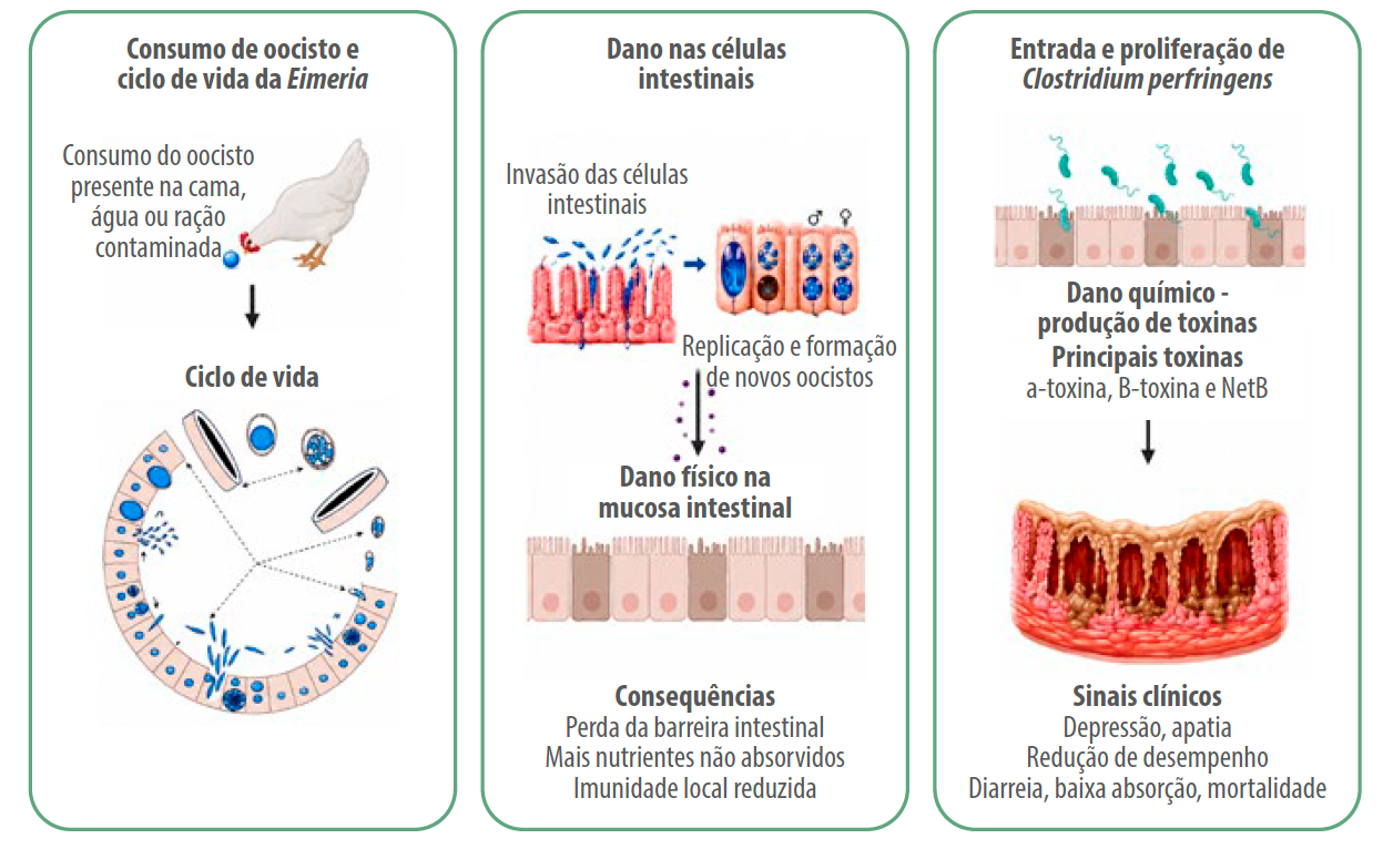 Figura 2. A enterite necrótica, desde a ingestão dos oocistos de Eimeria spp., ciclo de vida e dano físico, além da colonização do C. plerfringens e desenvolvimento da infeção da enterite necrótica e suas consequências. Fonte: própria dos autores.