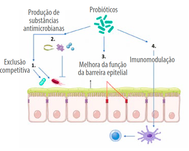 Figura 4. Mecanismos de ação dos probióticos. Fonte: adaptado deLafit et al. (2023).
