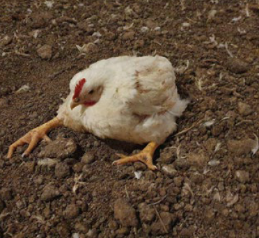 Figura 3. Frango de corte com paresia simétrica. Postura “sentar sobreos jarretes” ou “kinky-back”. Fonte: os autores.