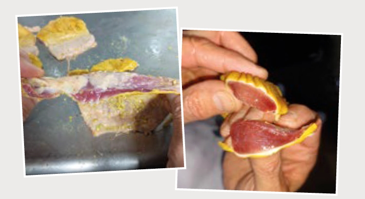 Fotos 03. Comparativo de moela com e sem proventriculites.