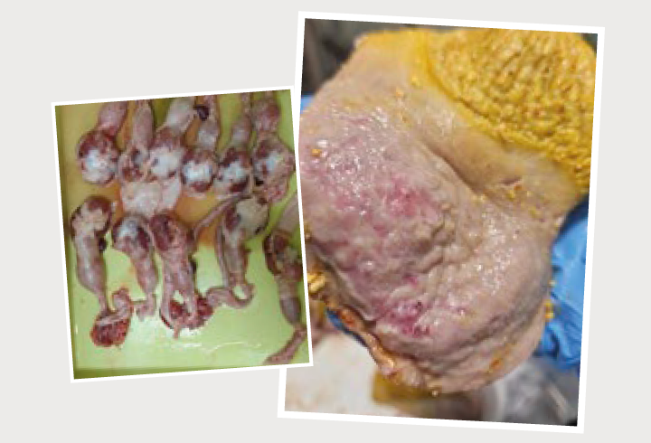 Fotos 02. Proventrículos com diferentes graus podem passar desapercebidos no abate