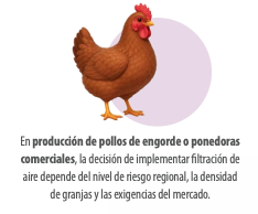 gallina
