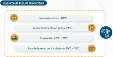 grafico