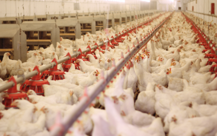 Maximizing Poultry Shed Performance: Rebuild or Retrofit?