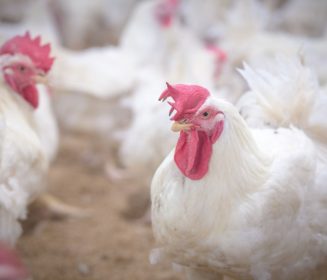 Honduras contiene brote de Influenza Aviar y refuerza la bioseguridad para proteger producción nacional