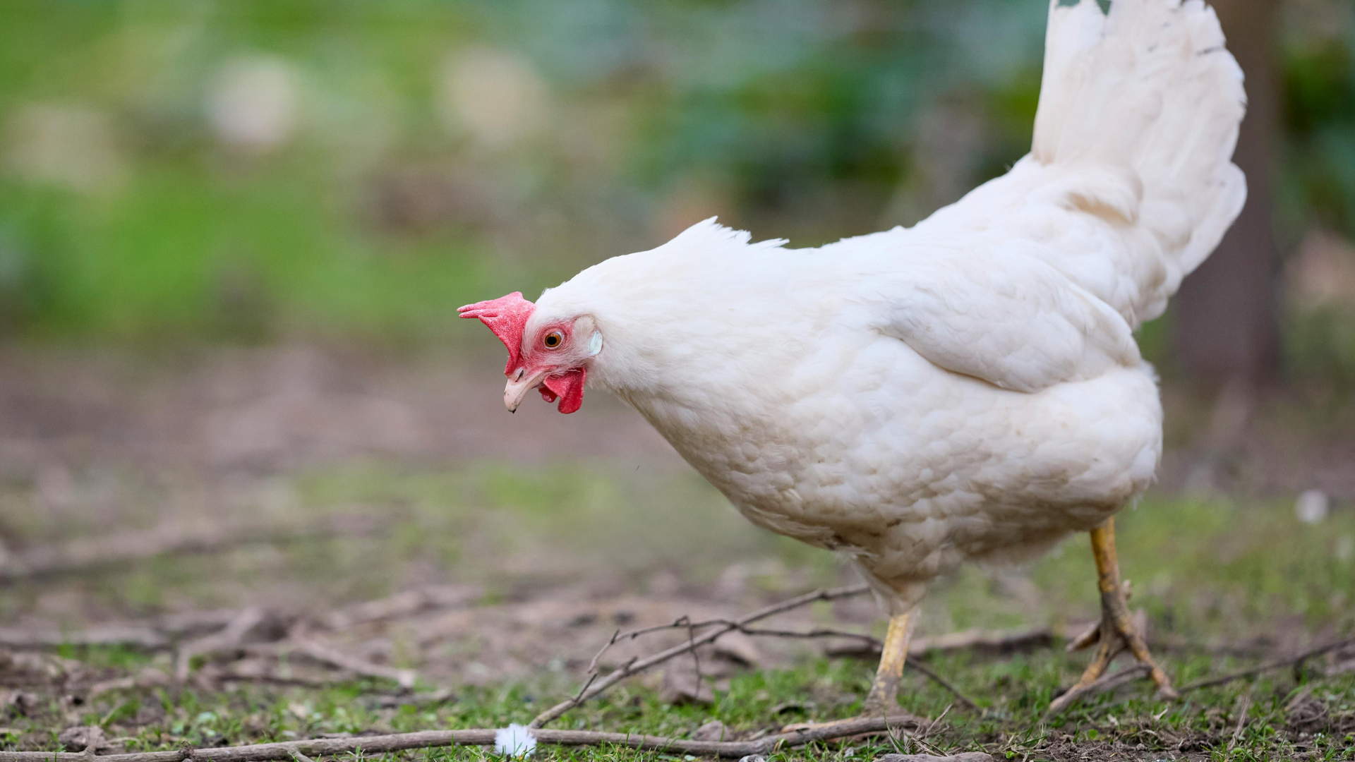 Vietnam imposes stricter fines target feed and breeding violations