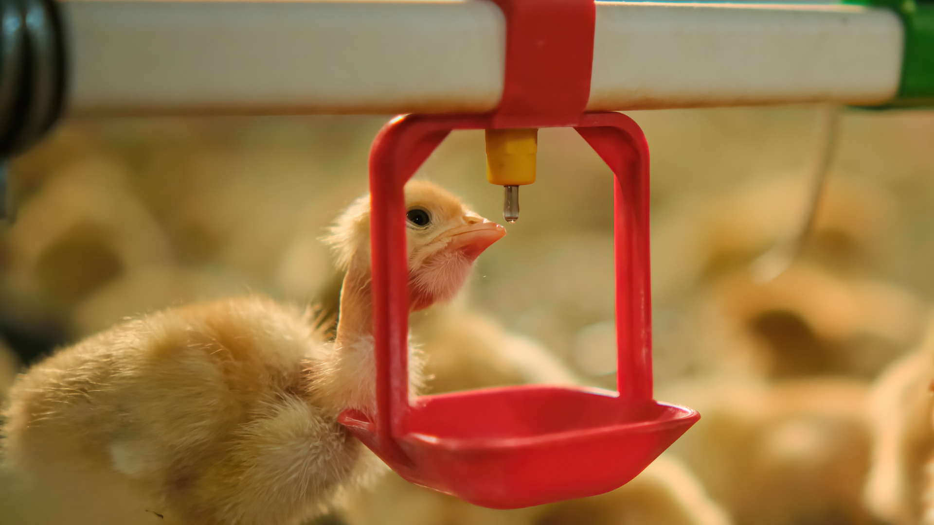 Vietnam urged to strengthen animal welfare laws