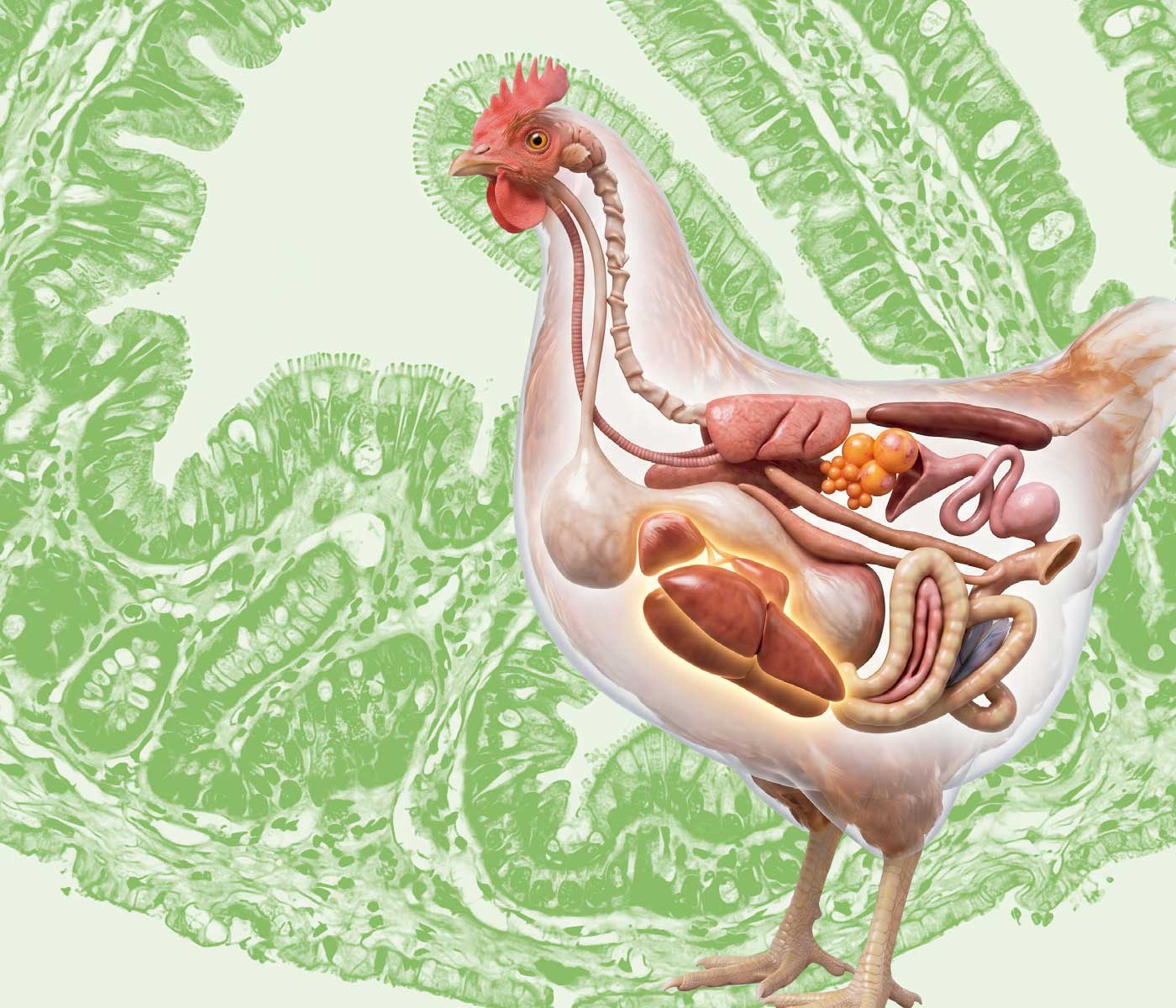 El Eje Intestino-Hígado: El Motor de la Eficiencia Metabólica y Bioseguridad Interna en Avicultura